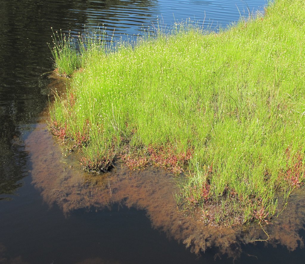 Rhynchospora alba